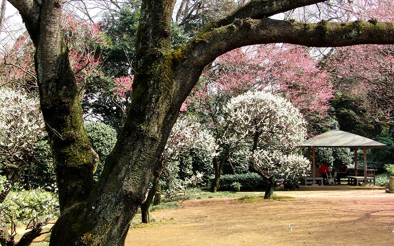🏛️ 도조테이(구 도쿠가와 가문 마쓰도 도조테이·구 도쿠가와 아키타케 정원) 이미지 8